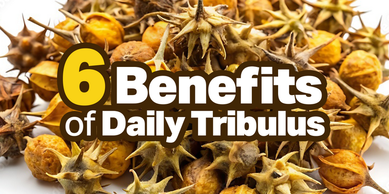 6 New Health Benefits of Daily Tribulus Use You Probably Didn’t Know About