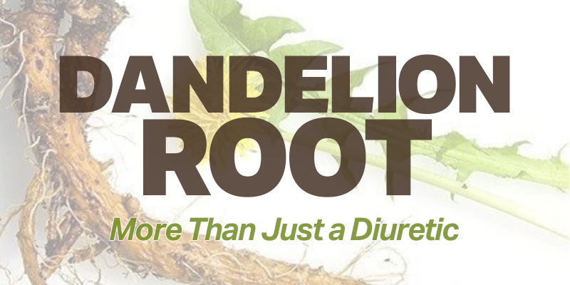 Dandelion Root, More Than Just a Diuretic