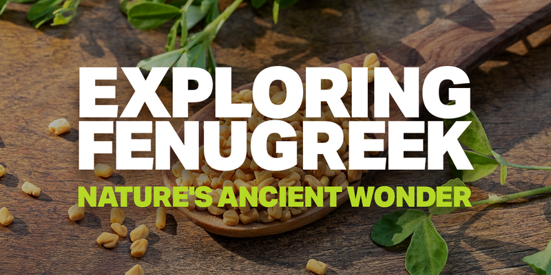 Exploring Fenugreek: Nature's Ancient Wonder