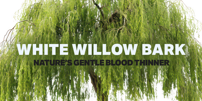 White Willow Bark: Nature’s Gentle Blood Thinner